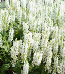 Šalvěj Victoria White - Salvia farinacea - semena - 12 ks