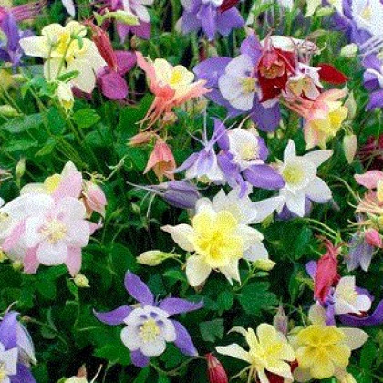 Orlíček směs barev - Aquilegia caerulea - semena trvalek - cca 140 ks