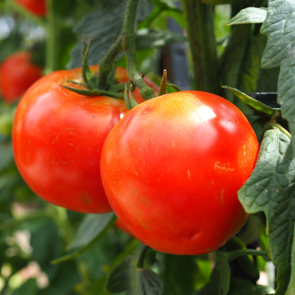 Rajče Hamlet F1 - Solanum lycopersicum - semena rajčete - 6 ks