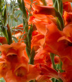 Gladiol oranžový - Gladiolus - hlízy mečíku - 3 ks