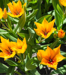 Tulipán vícekvětý Praestans Shogun - Tulipa - cibule tulipánu - 3 ks