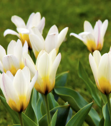 Tulipán Concerto - Tulipa - cibule tulipánu - 3 ks