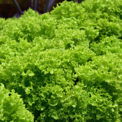 Salát listový kadeřavý Lollo Bionda - Lactuca sativa - semena salátu - 450 ks