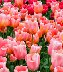 Tulipán Menton - Tulipa - cibule tulipánu - 3 ks