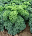 Kadeřávek zelený Kadet - Brassica oleracea L. acephala - semena - 200 ks