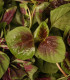 Laskavec trojbarevný červený - Amaranthus tricolor - semena laskavce - 270 ks