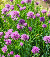 Pažitka pobřežní Splendidus - Allium schoenoprassum - semena pažitky - 200 ks