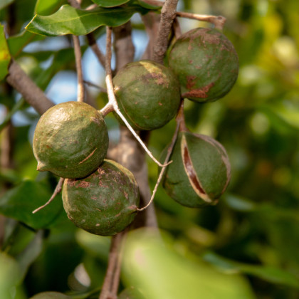 Makadamské oříšky - Macadamia integrifolia - semena makadamského oříšku - 2 ks