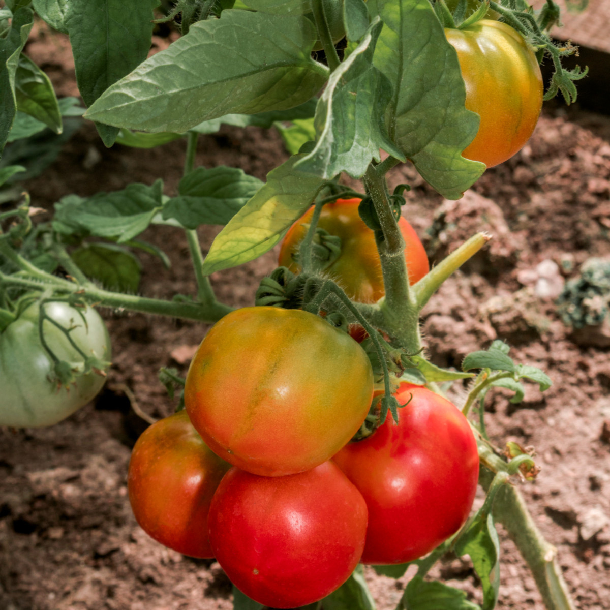BIO Rajče Taste F1 - Solanum lycopersicum - bio semena rajčete - 10 ks