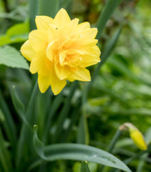 Narcis Golden Ducat - Narcissus - cibule narcisu - 3 ks