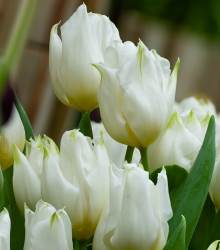 Tulipán Agrass White - Tulipa - cibule tulipánu - 3 ks