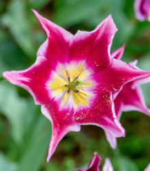 Tulipán Claudia - Tulipa - cibule tulipánu - 3 ks