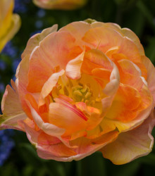 Tulipán Charming Lady - Tulipa - cibule tulipánu - 3 ks