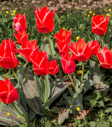 Tulipán Oriental Beauty - Tulipa - cibule tulipánu - 3 ks
