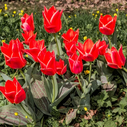 Tulipán Oriental Beauty - Tulipa - cibule tulipánu - 3 ks