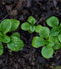 BIO Kozlíček polní Elan - Vallerianella locusta - bio semena kozlíčku - 100 ks