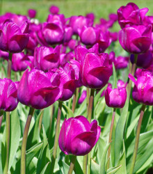 Tulipán Negrita - Tulipa - cibule tulipánu - 3 ks