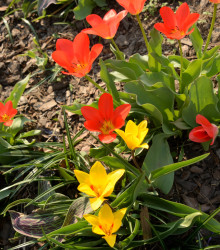 Tulipány nízké směs - Tulipa - cibule tulipánu - 24 ks