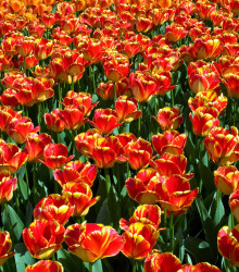 Tulipán Banja Luka - Tulipa - cibule tulipánu - 3 ks