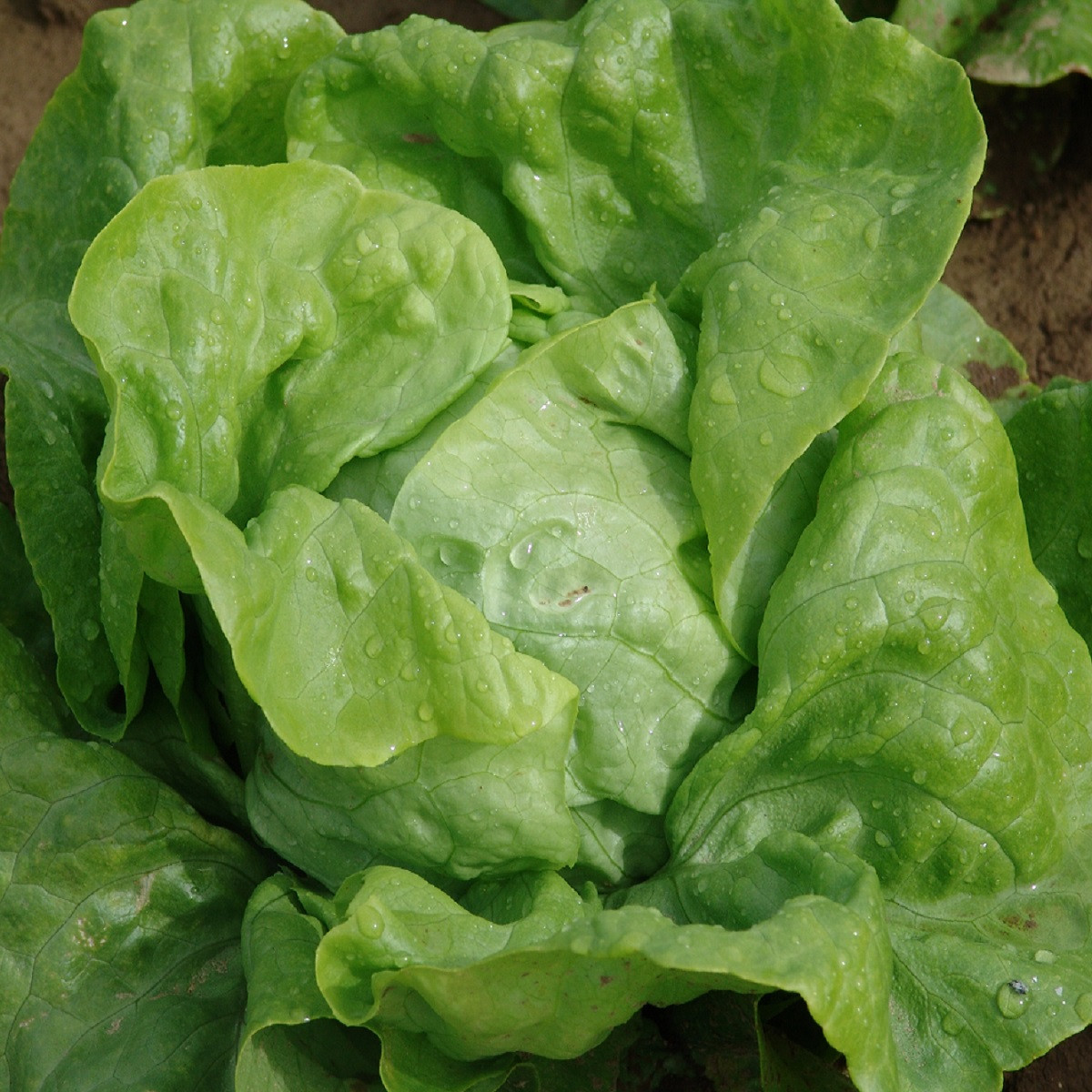 Salát hlávkový raný Amur - Lactuca sativa - semena salátu - 500 ks