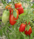 BIO Rajče San Marzano - Solanum lycopersicum - bio semena rajčete - 7 ks