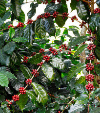 Kávovník arabský Himalaya - Coffea arabica - semena kávovníku - 5 ks