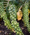 Kapusta růžičková Groninger - Brassica oleracea - semena kapusty - 50 ks