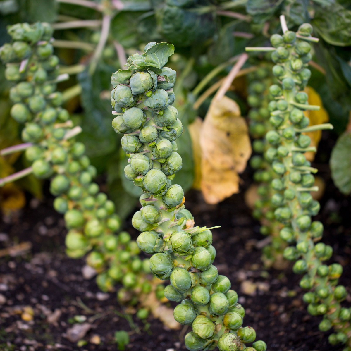 Kapusta růžičková Groninger - Brassica oleracea - semena kapusty - 50 ks