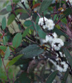 Eukalyptus - Blahovičník - Eucalyptus pauciflora - semena eukalyptu - 8 ks