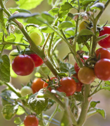 Rajče Obří hrozny - Solanum lycopersicum - semena rajčete - 7 ks