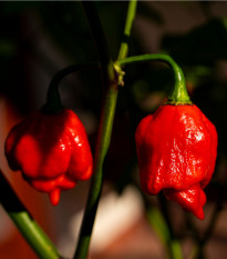 Chilli Trinidad Scorpion Moruga - Capsicum chinense - semena chilli - 5 ks