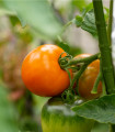 Rajče Wellington F1 - Solanum lycopersicum - semena rajčete - 7 ks