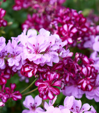 Muškát převislý Tornado směs barev - Pelargonium peltatum - semena muškátu - 4 ks