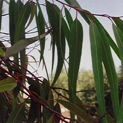 Eukalyptus Alba - Blahovičník - Eucalyptus Alba - semena eukalyptu - 9 ks