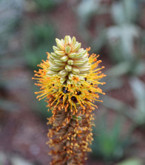 Aloe - Aloe castanea - semena aloe - 6 ks