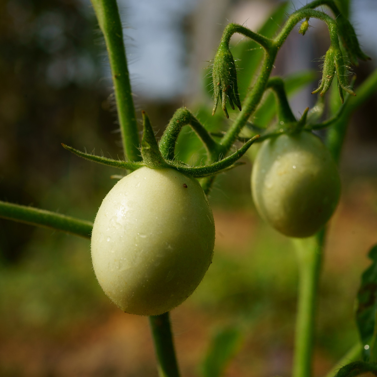 Rajče White Cherry - Solanum lycopersicum - semena rajčete - 7 ks