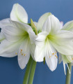 Hvězdník Mount Blanc - Hippeastrum - cibule hvězdníku - 1 ks