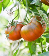 Rajče černé Brandywine - Solanum lycopersicum - semena rajčete - 7 ks