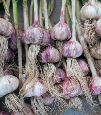 Sadbový česnek Topaz - Allium sativum - paličák - cibule česneku - 1 balení