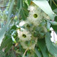 Eukalyptus Alba - Blahovičník - Eucalyptus Alba - semena eukalyptu - 9 ks