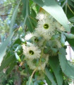 Eukalyptus Alba - Blahovičník - Eucalyptus Alba - semena eukalyptu - 9 ks