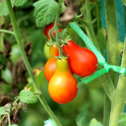 Rajče Červená hruška - Solanum lycopersicum - semena rajčete - 7 ks