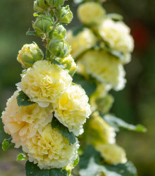 Topolovka žlutá Chaters - Alcea rosea - semena topolovky - 12 ks