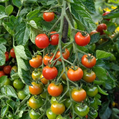 Rajče Sweet Million F1 - Solanum lycopersicum - semena rajčete - 5 ks