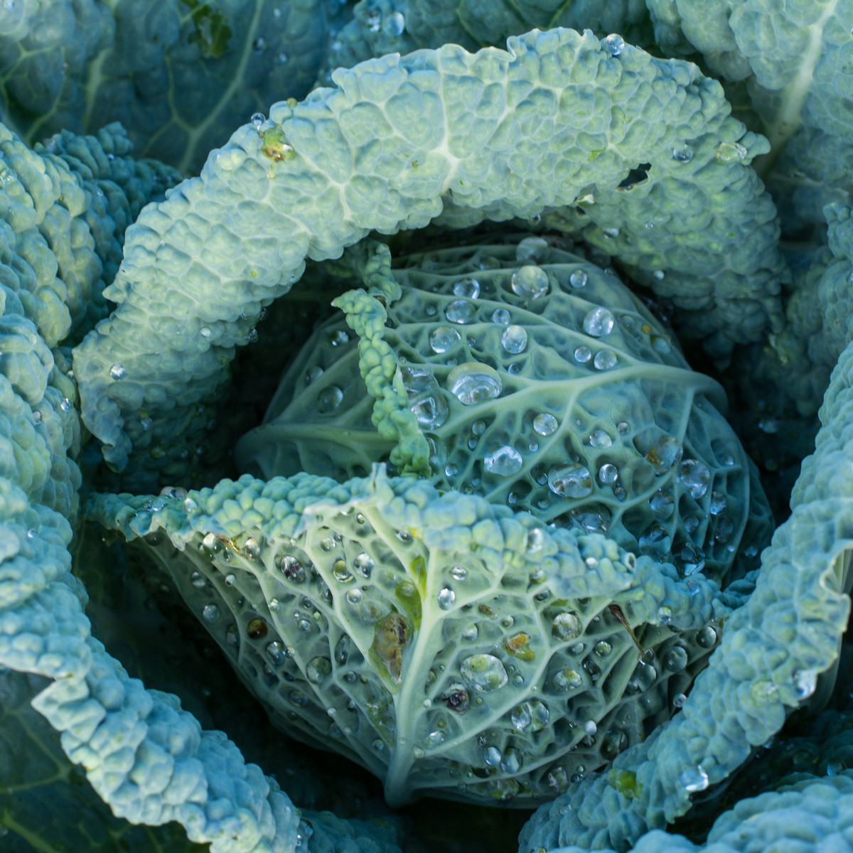 Kapusta hlávková Langedijské - Brassica oleracea L. - semena kapusty - 160 ks