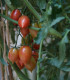 Rajče Artisan Pink Tiger - Solanum lycopersicum - semena rajčete - 5 ks