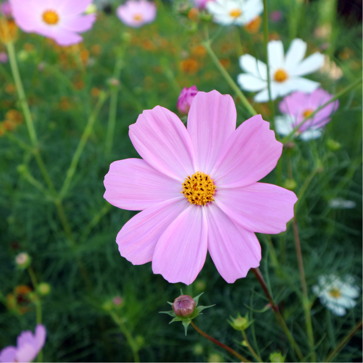 Krásenka Sonata Pink - Cosmos bipinnatus - semena krásenky - 15 ks