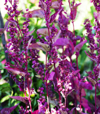 Lebeda zahradní Scarlet - Atriplex hortensis - semena lebedy - 60 ks