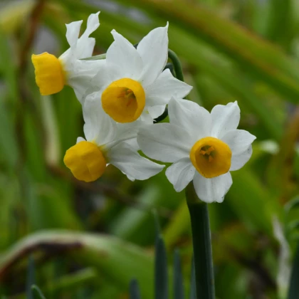 Narcis Canaliculatus - Narcissus - cibule narcisu - 3 ks