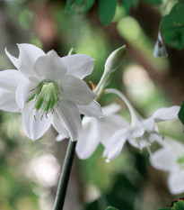 Líbenka - Eucharis - cibule líbenky - 1 ks